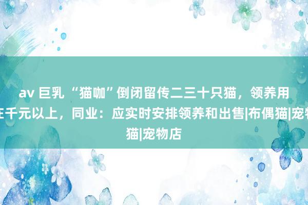 av 巨乳 “猫咖”倒闭留传二三十只猫，领养用度在千元以上，同业：应实时安排领养和出售|布偶猫|宠物店